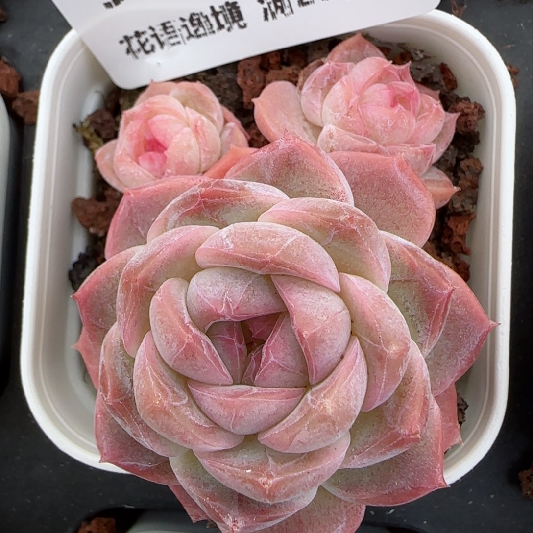 花语逸镜0219-557