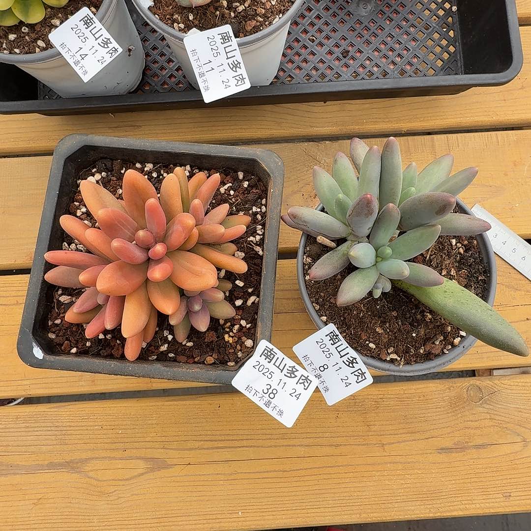 念***安日光灯和烟花1124-38-8