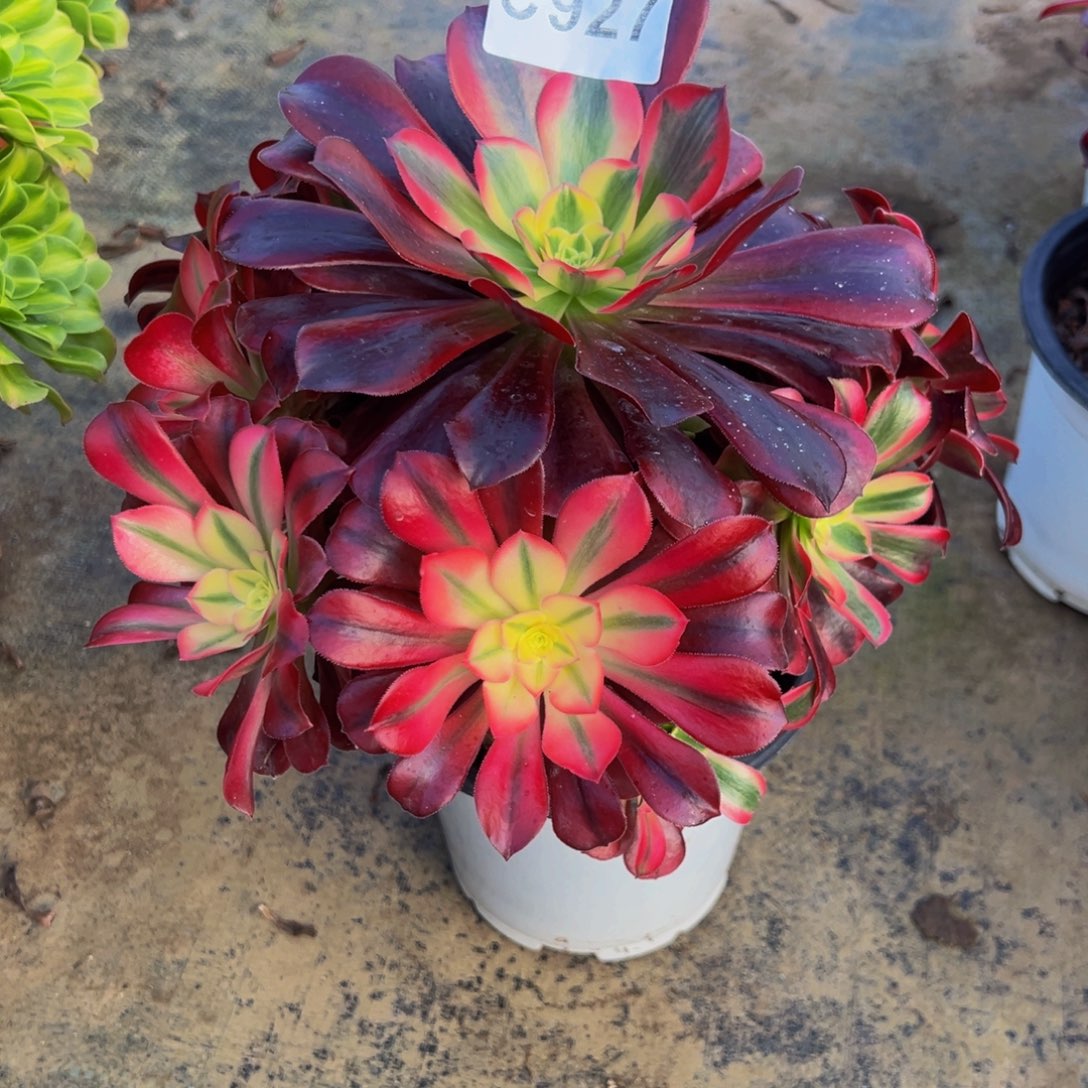 ****黎无花朵美杜莎法师927