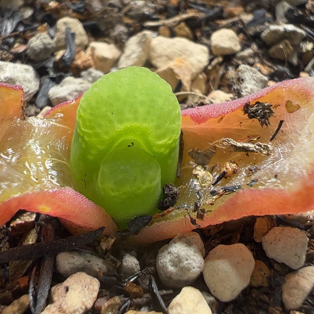 多肉植物百科154