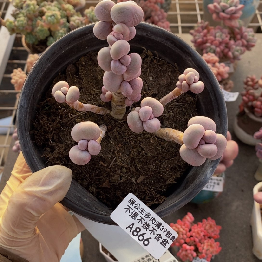 芭比奶酪866/10c m