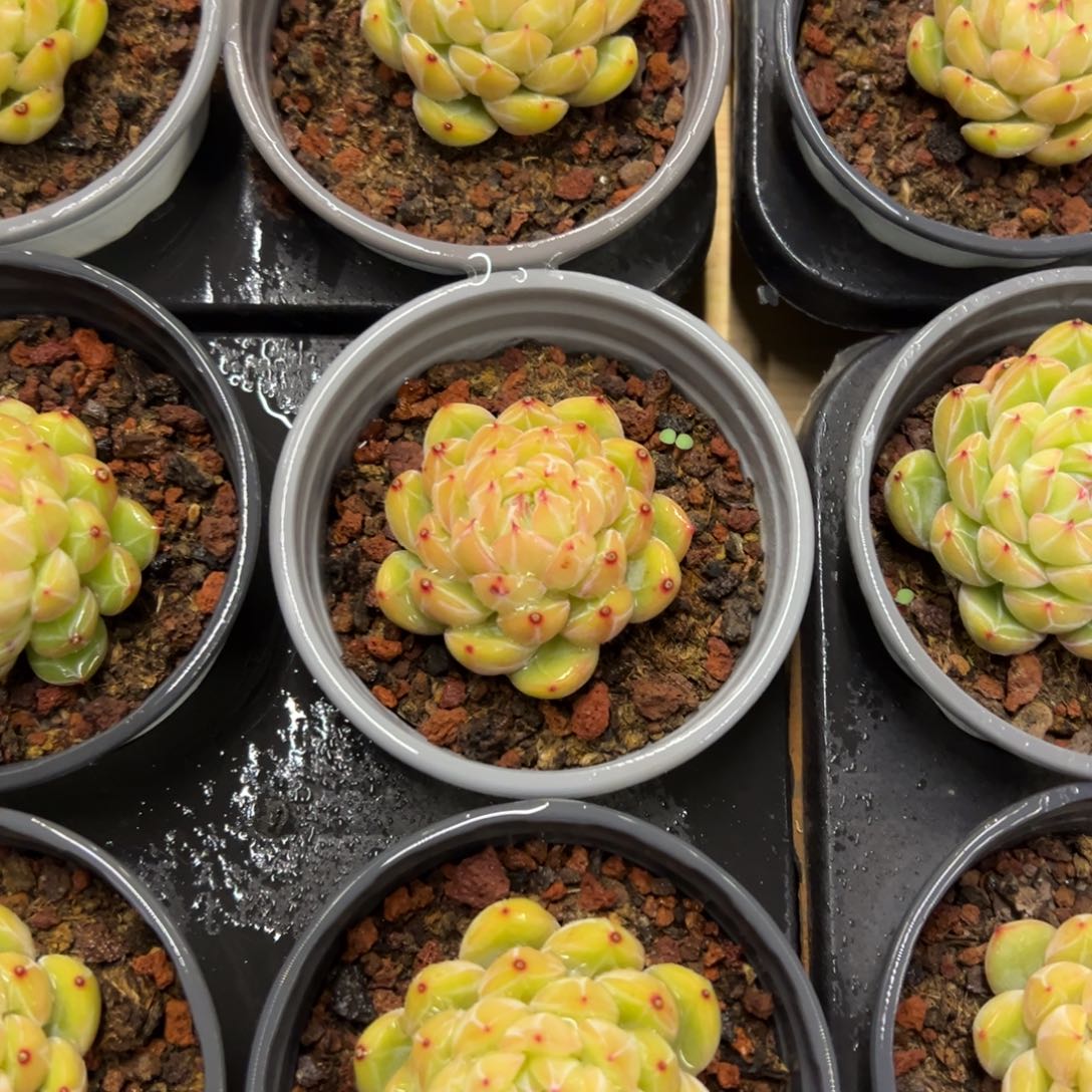 雪花珍妮，九块九包邮。