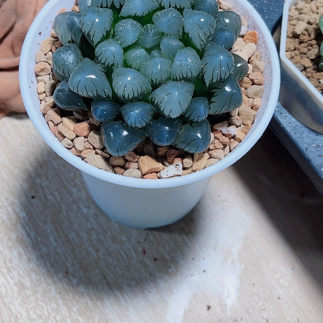 潘氏冰灯新手好养