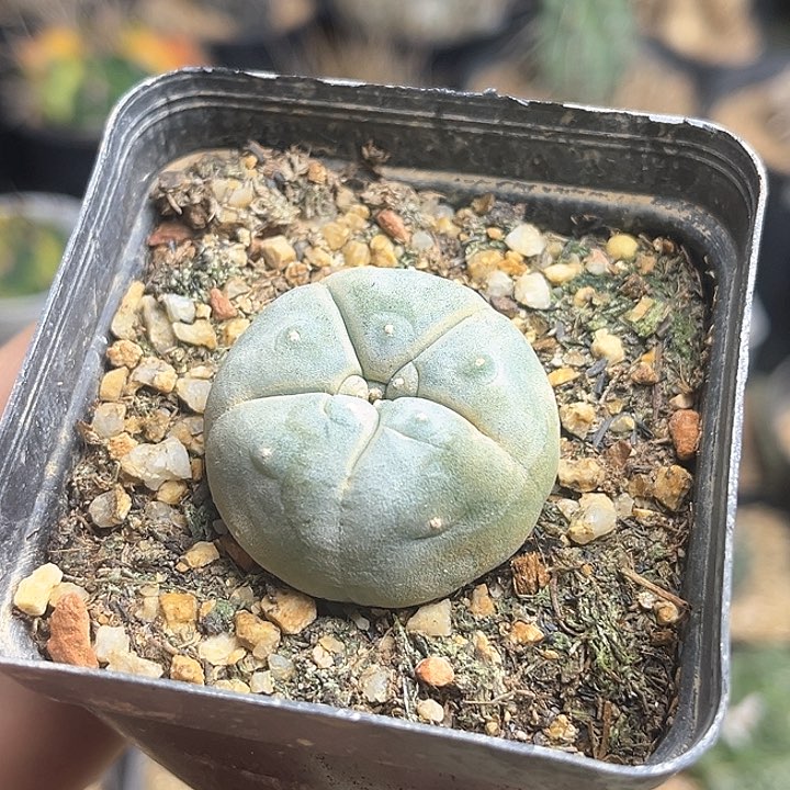 Kk海鲜实生球3.3公分