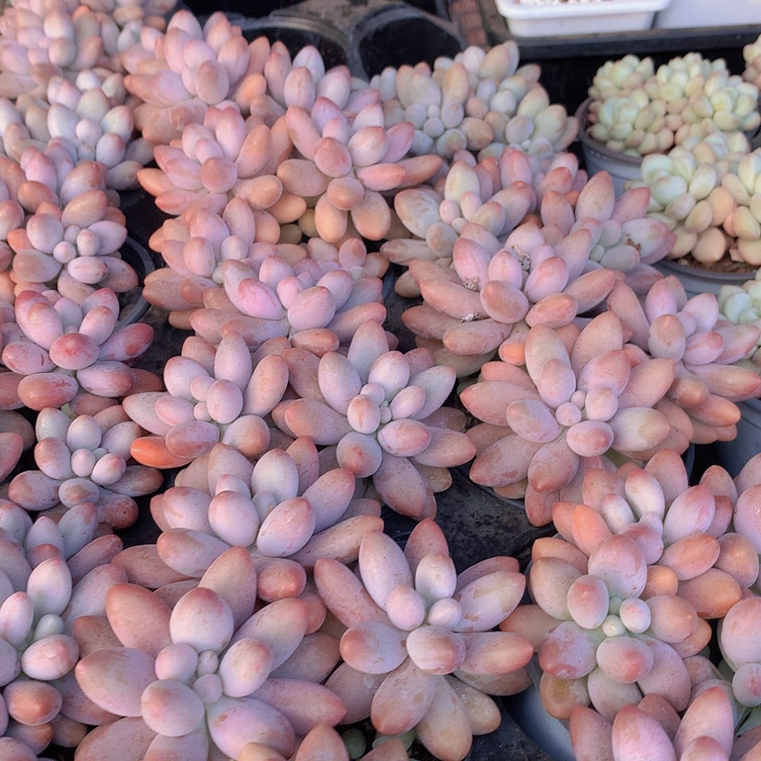 汤圆34567899000000