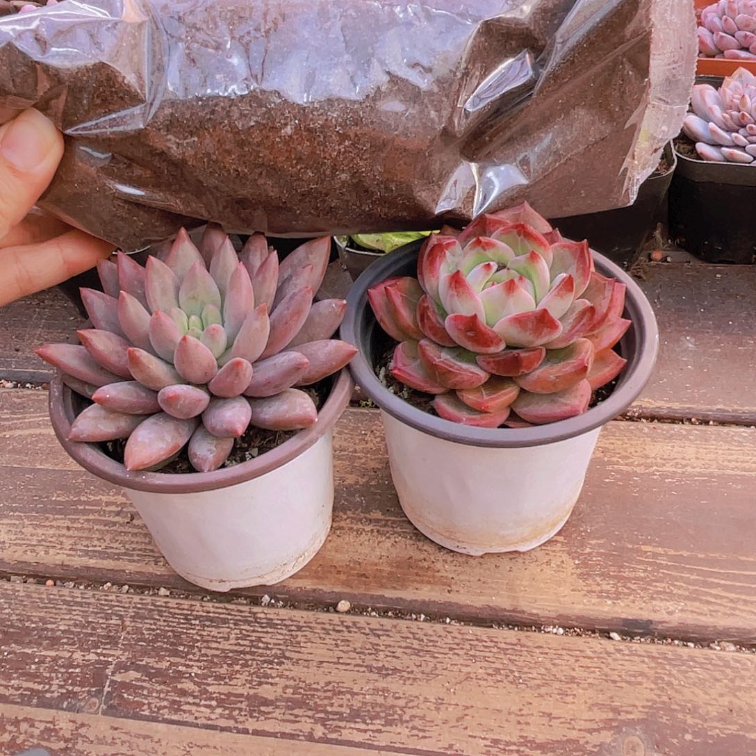 大蜻蜓大夜魔侠➕土1包