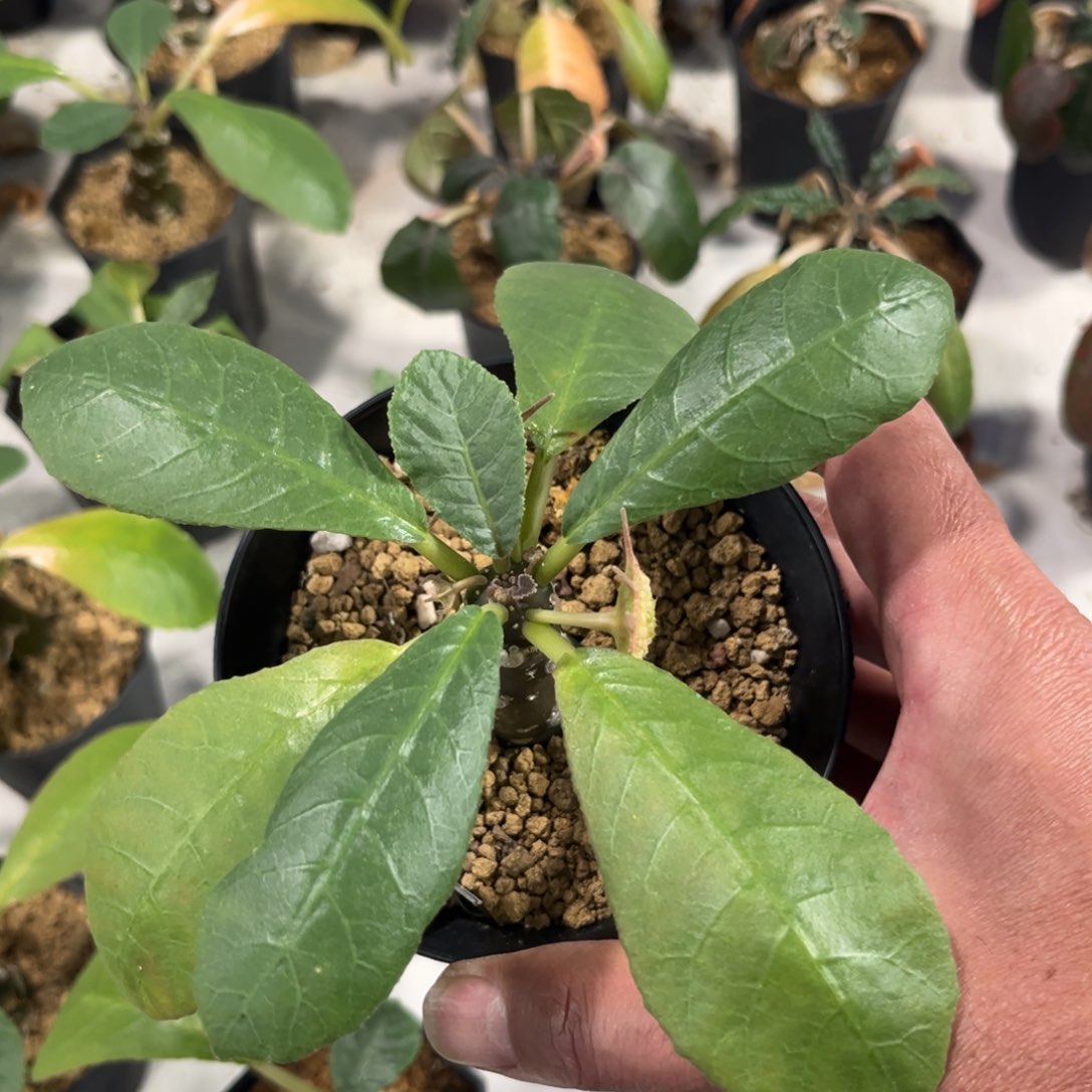 515圆叶琉桑带盆带土发货