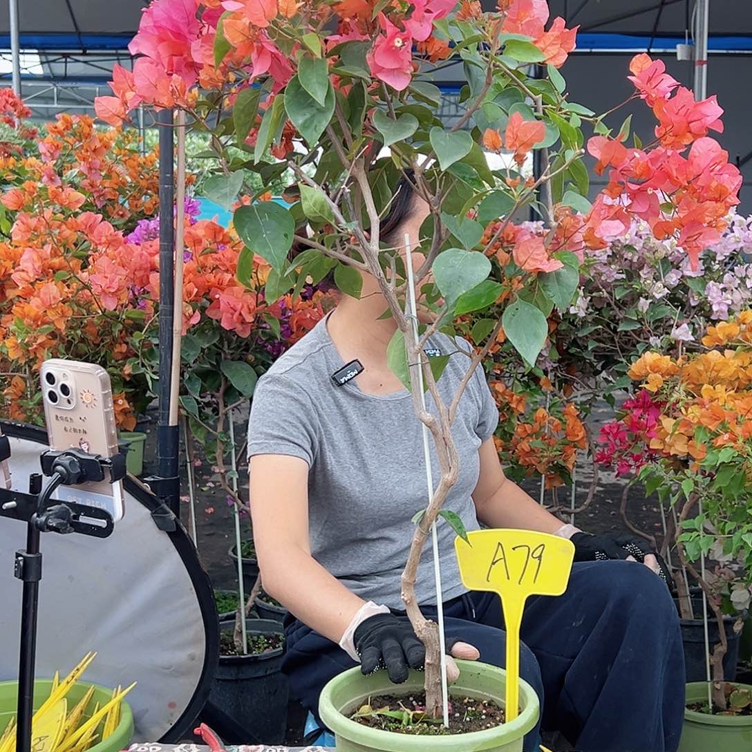 凤***竹大部分花苞少量开放A79波妹