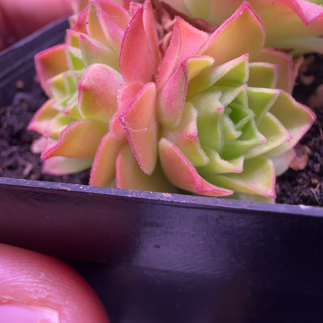 L690半城玫瑰并蒂莲侧芽不含盆土