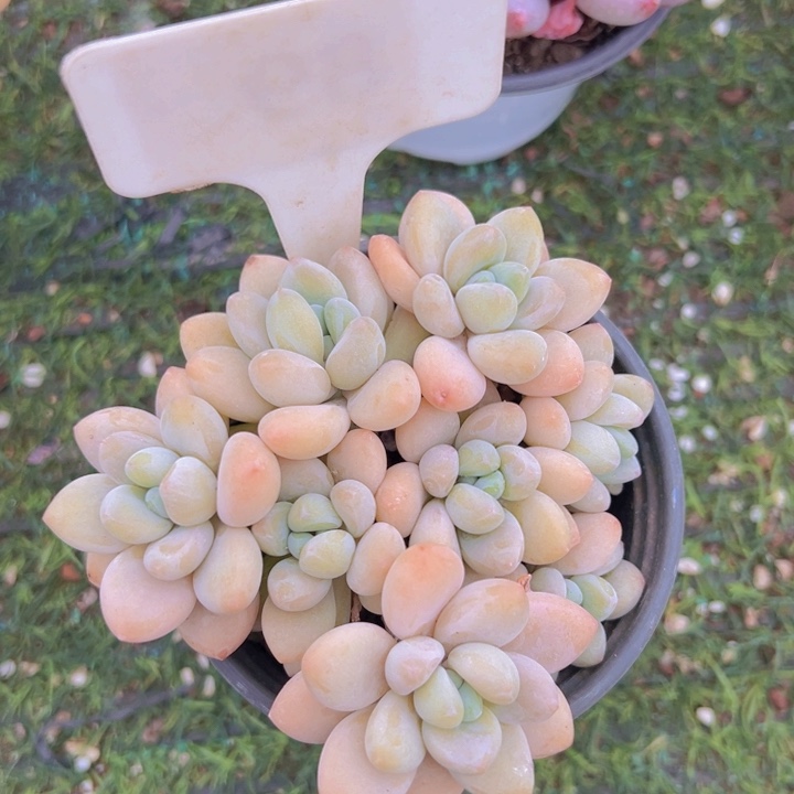 健健康康平平安安