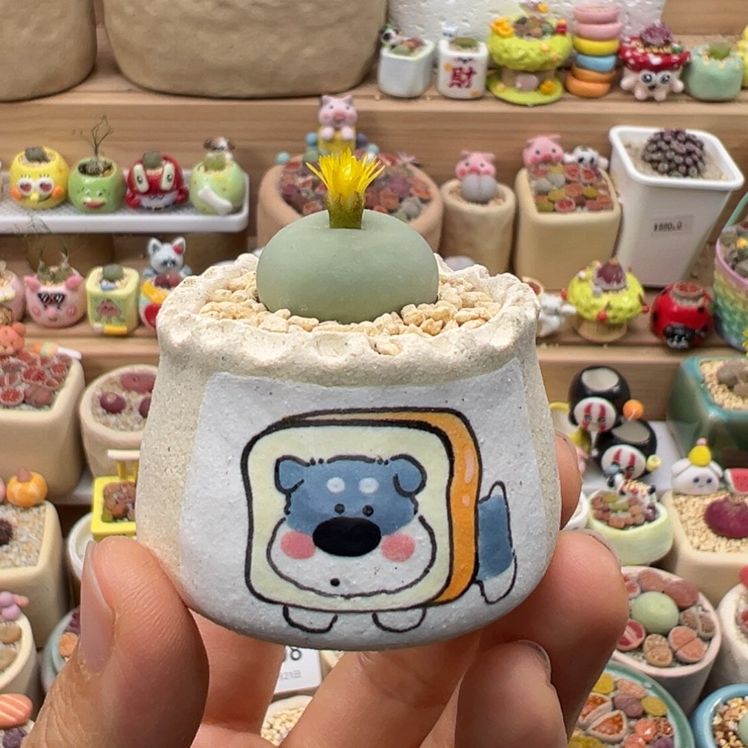 多肉植物的174号鸽子蛋