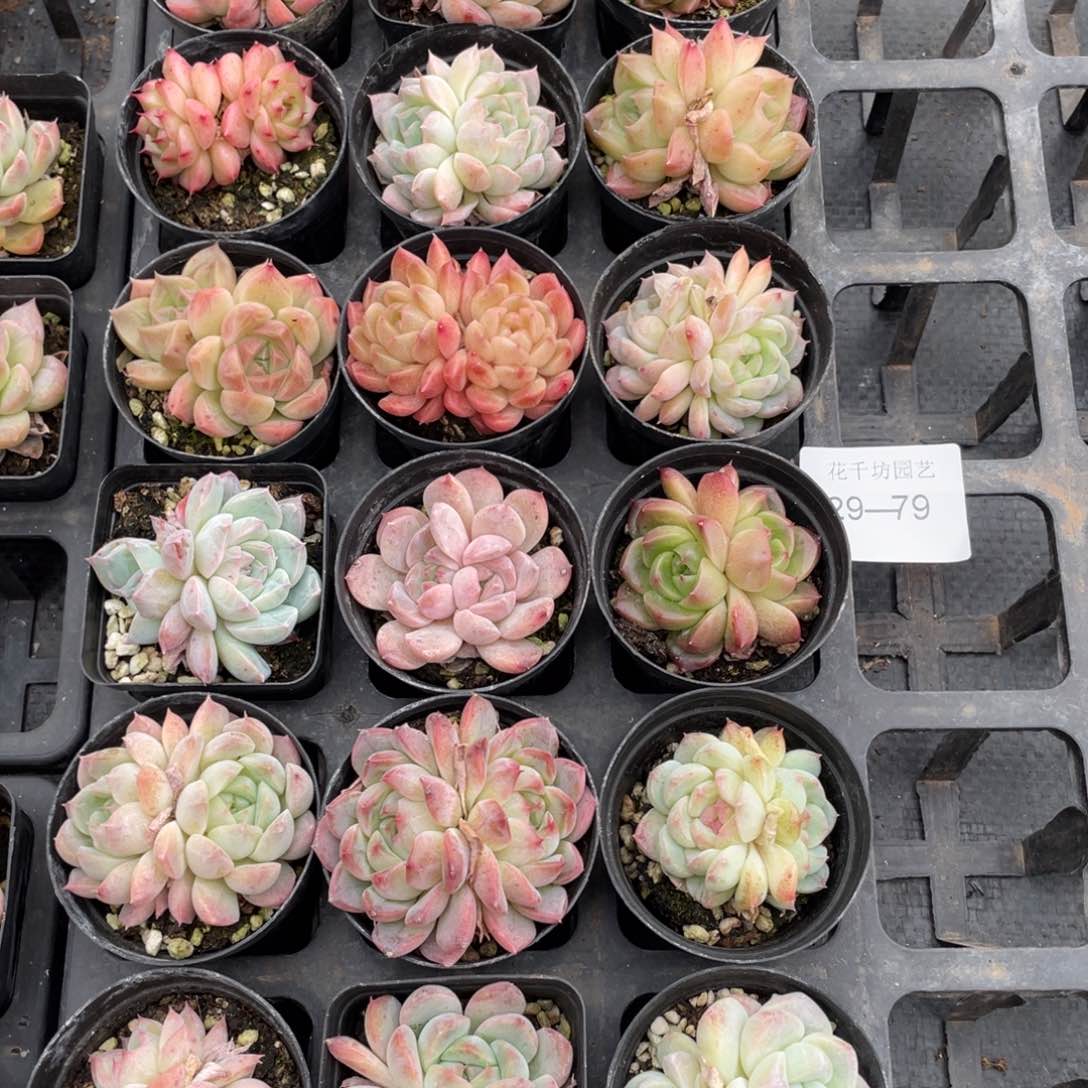 一物一拍18颗29-79