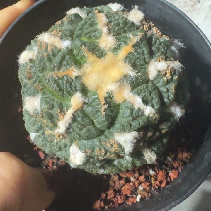 龟甲连山自跟福利