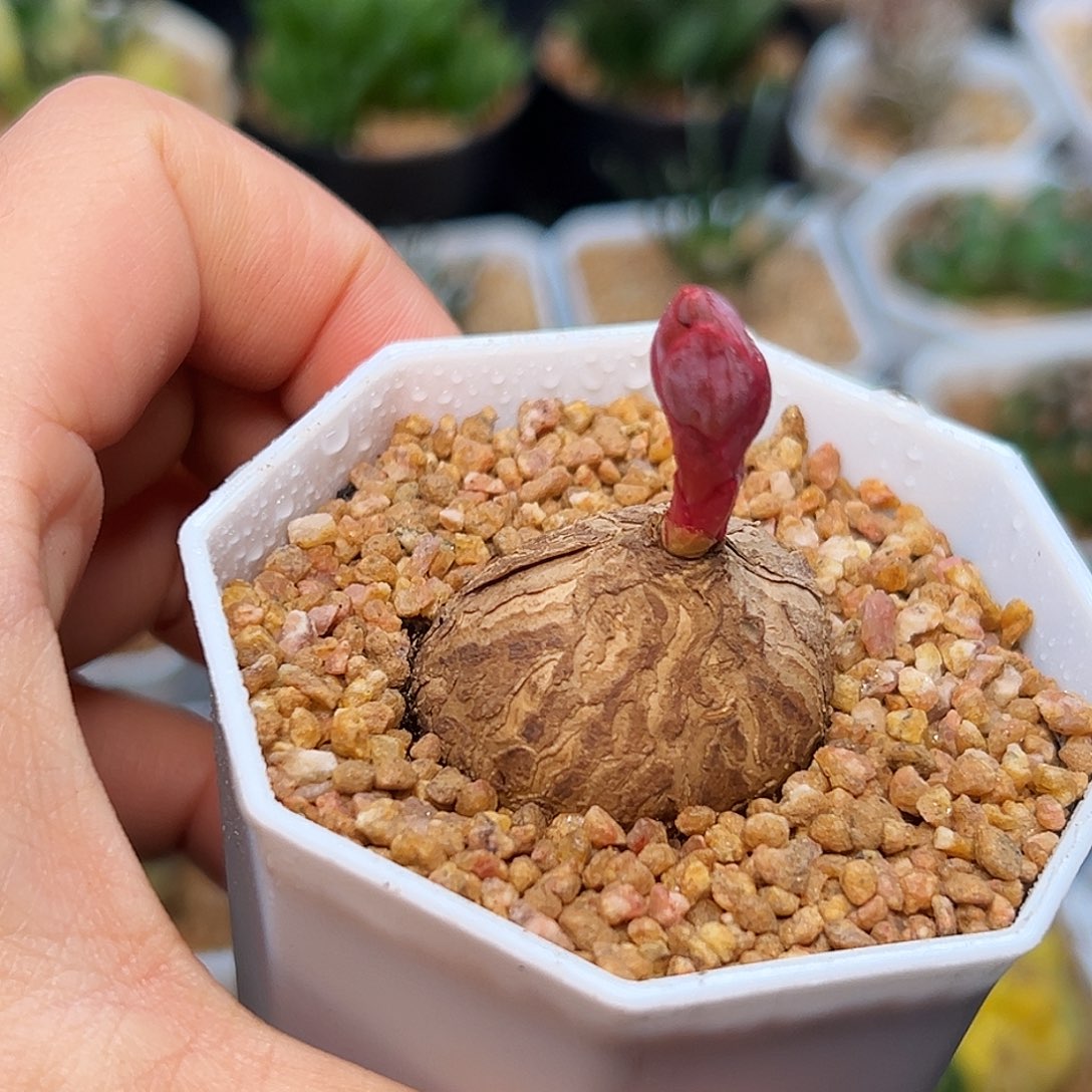 玫瑰大戟实生球       