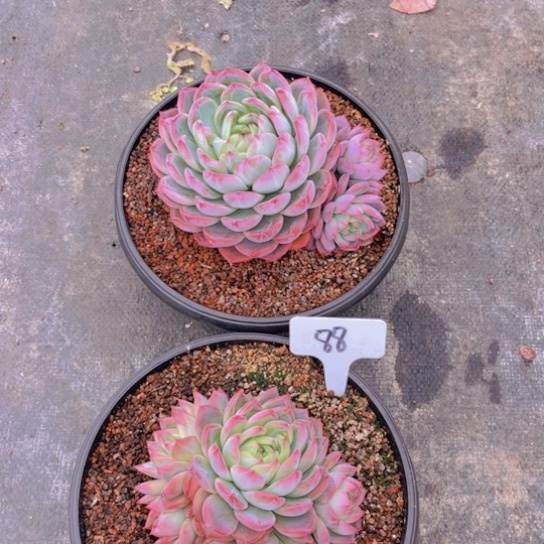 88号两颗红鸾多肉植物