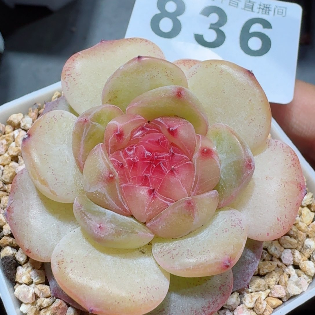 孤品珍妮         精品多肉