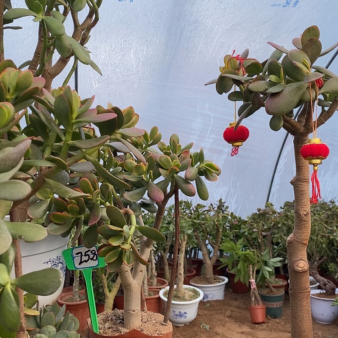 永***！完全开放老桩玉树一物一拍