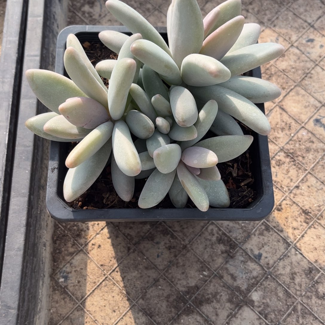 酷***多多肉植物多肉植物