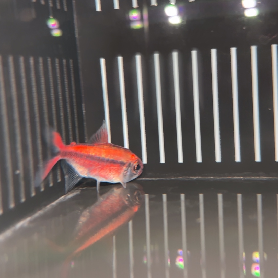 灯科鱼白金红月一条