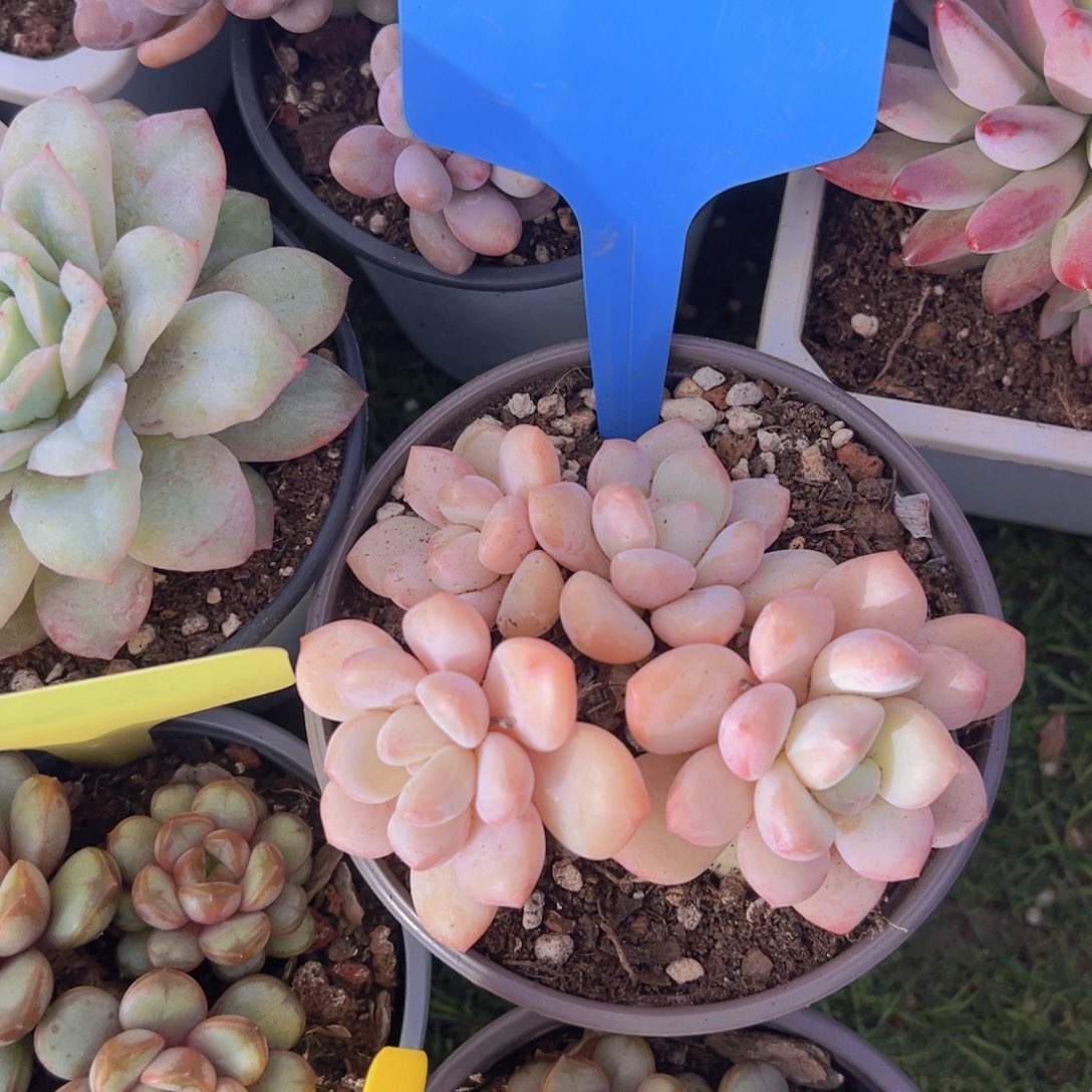 香玉等多种名贵的产品