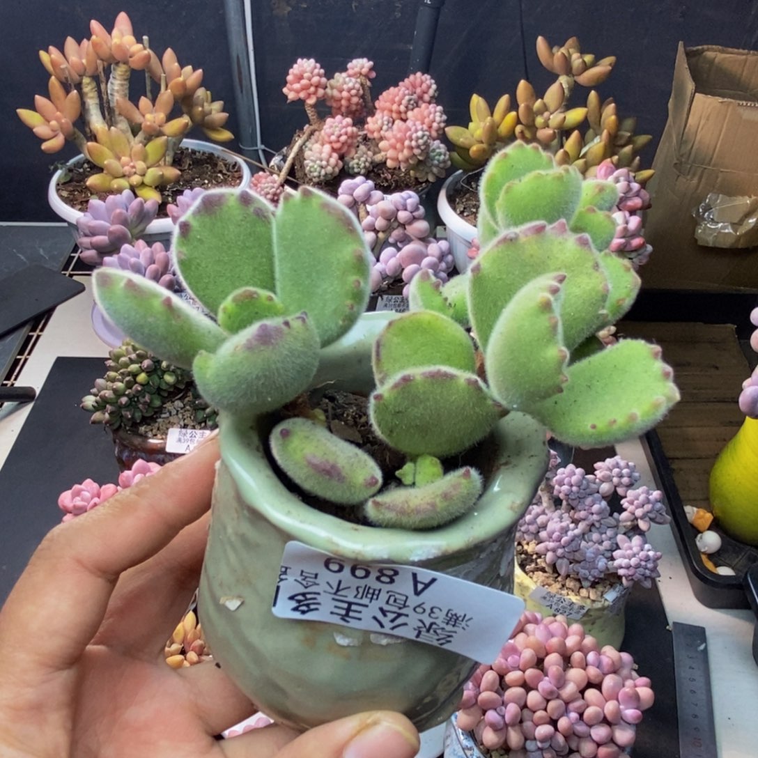 899猫爪轻微掉叶