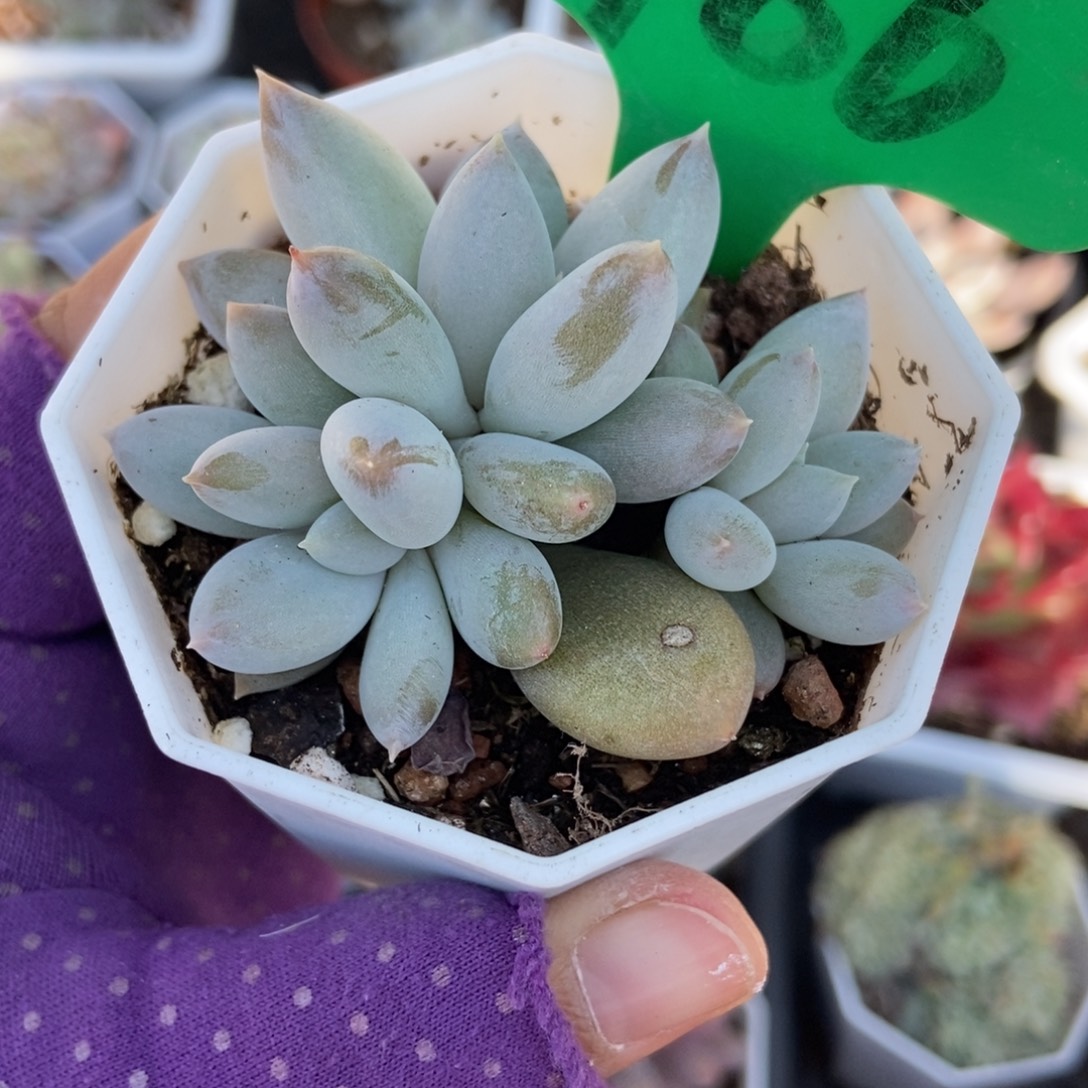986哥特多肉植物多肉