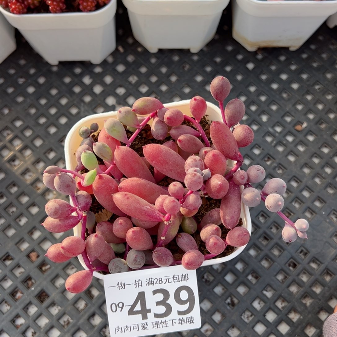 紫泡泡多肉多肉多肉多肉