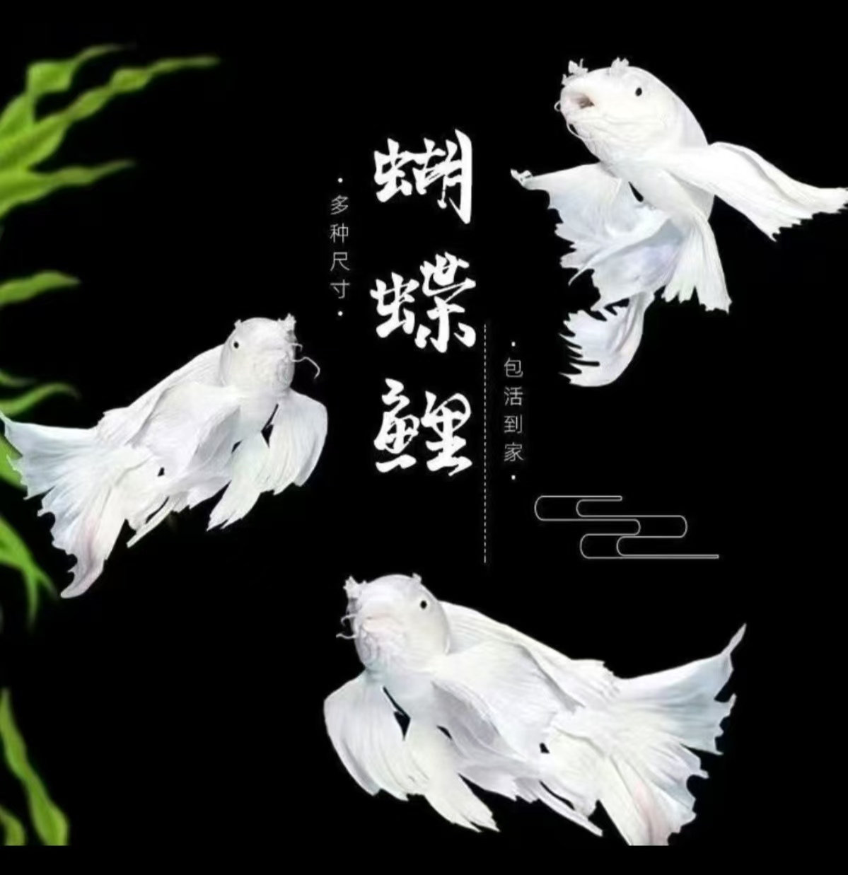 纯种台系蝴蝶鲤贵妃体普身石膏白8-10公分鱼养殖活体饲养