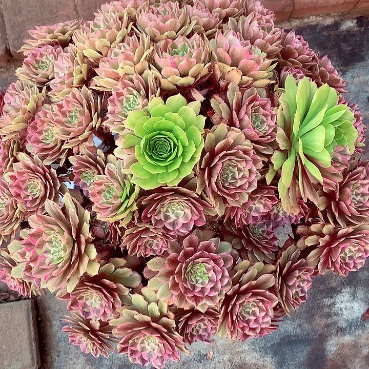 粉黛多肉植物啊啊啊