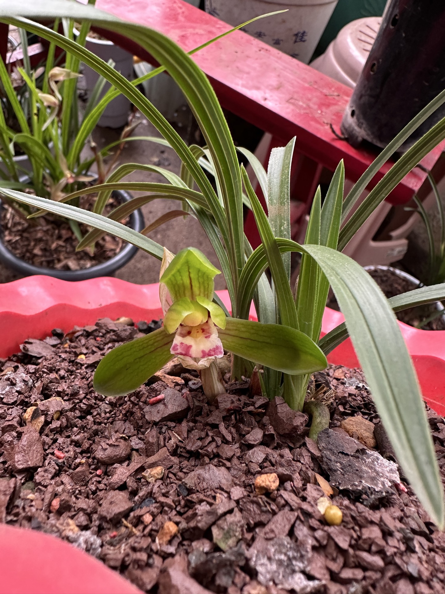 龙启金散养兰花一物一拍