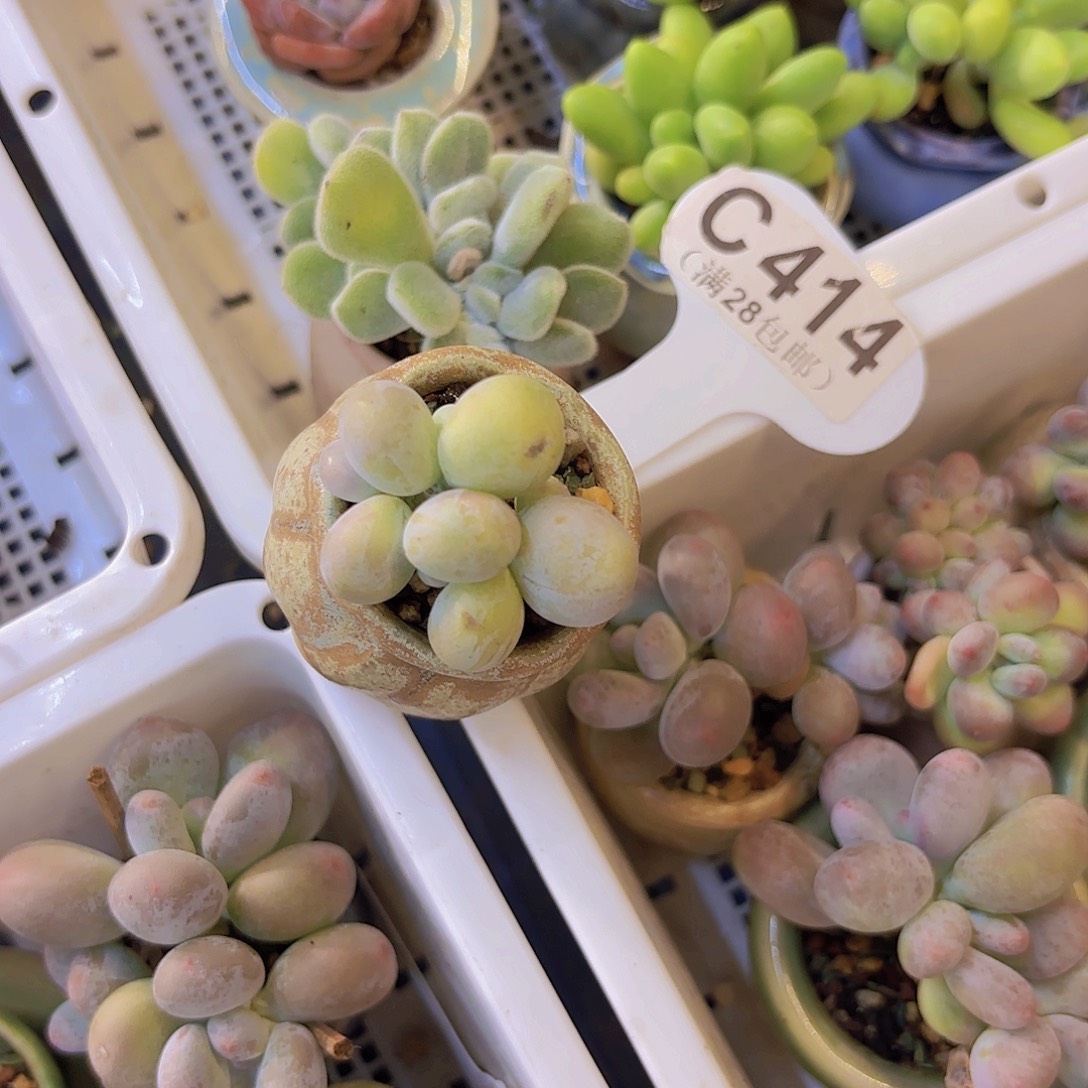 C414奶酪一物一拍