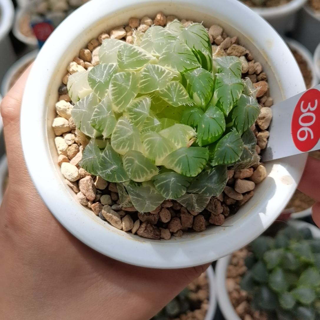 306号糊斑实生玉露锦一物一拍带盆土发货