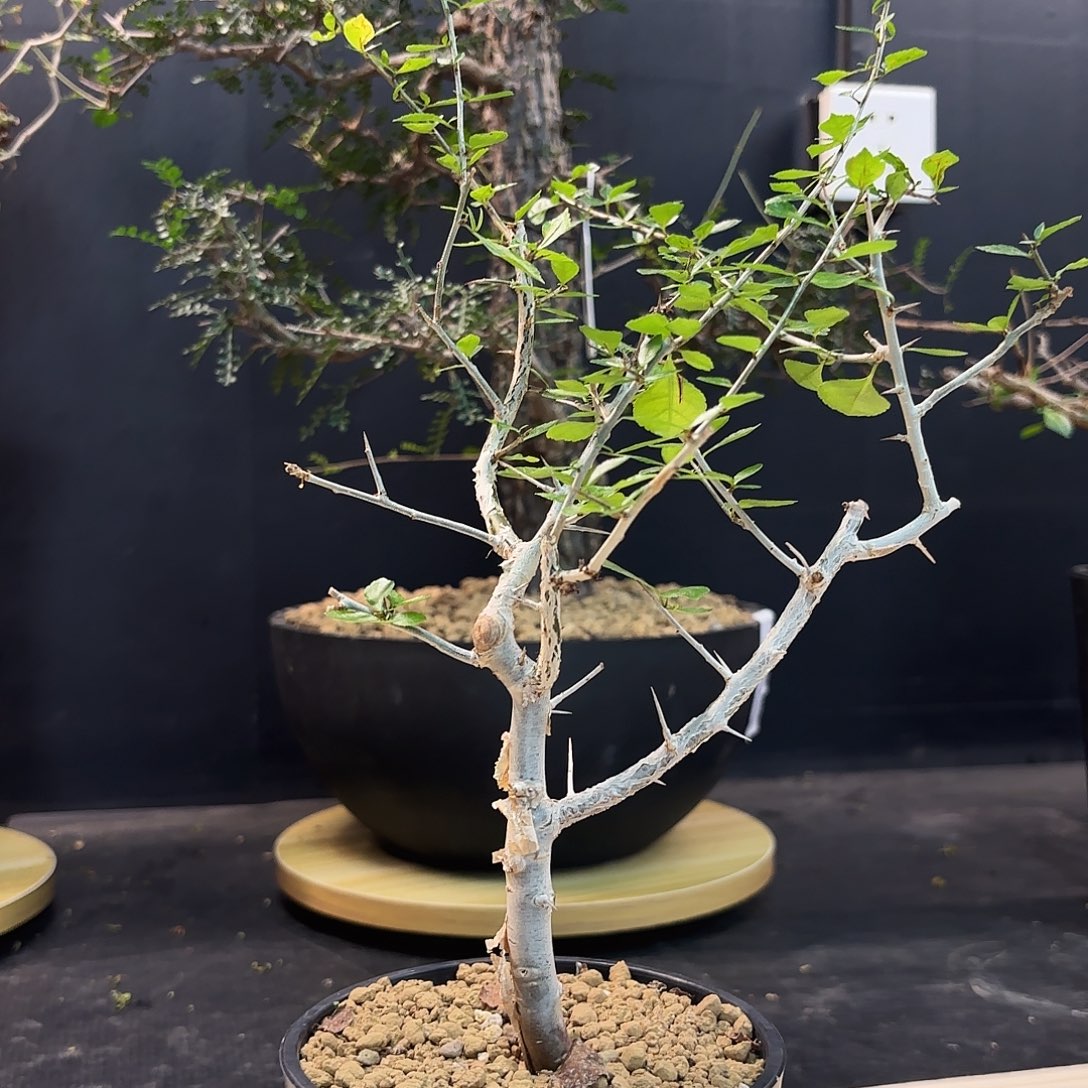 桃林橄榄带盆发货