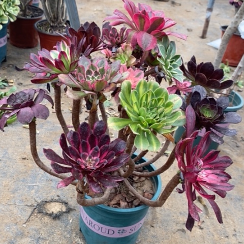 嫁接多肉植物053