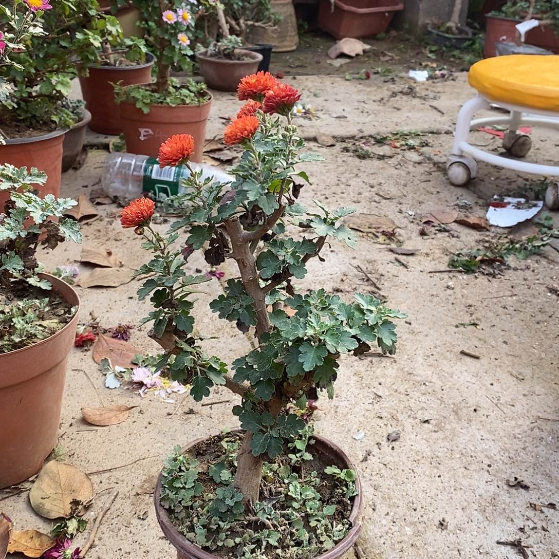 煈****完全开放菊花菊花