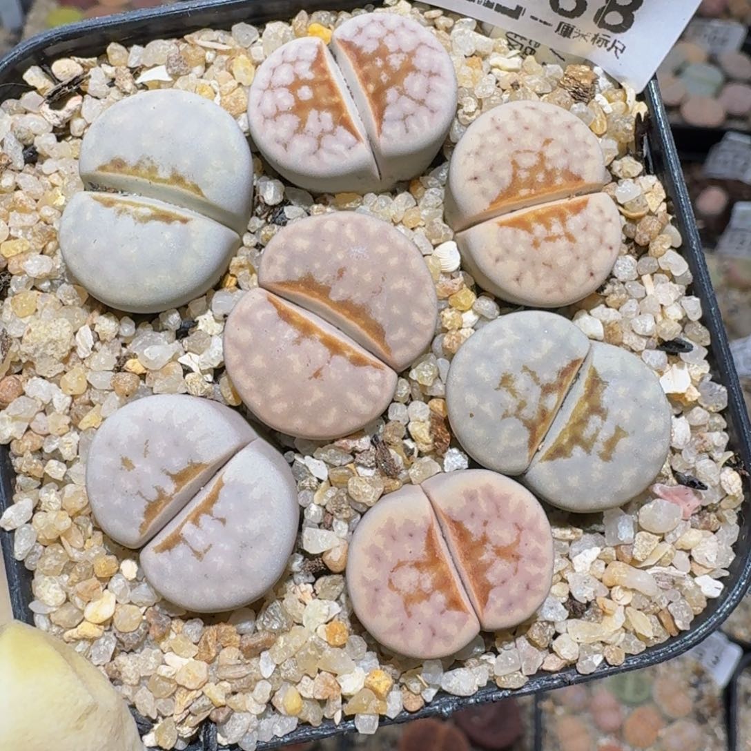 Zzzx生石花肉锥1838