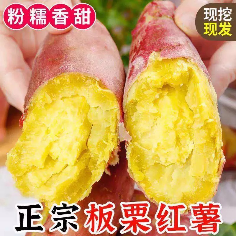 2025陕西沙地板栗红薯粉糯香甜新鲜现挖粗粮代餐番薯地瓜好吃