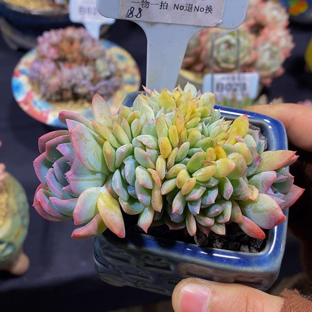 烧***球B027莎莎缀化多肉