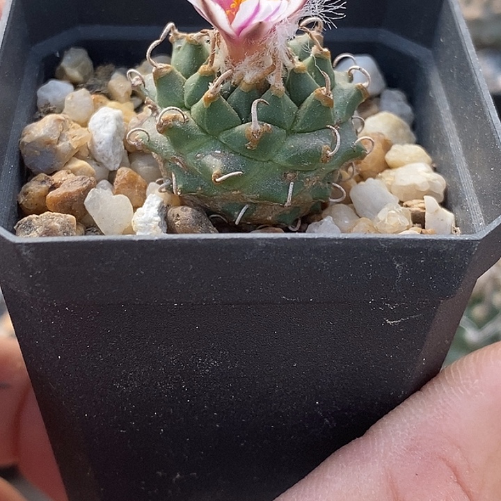 娇丽属安德森一个仙人球仙人掌