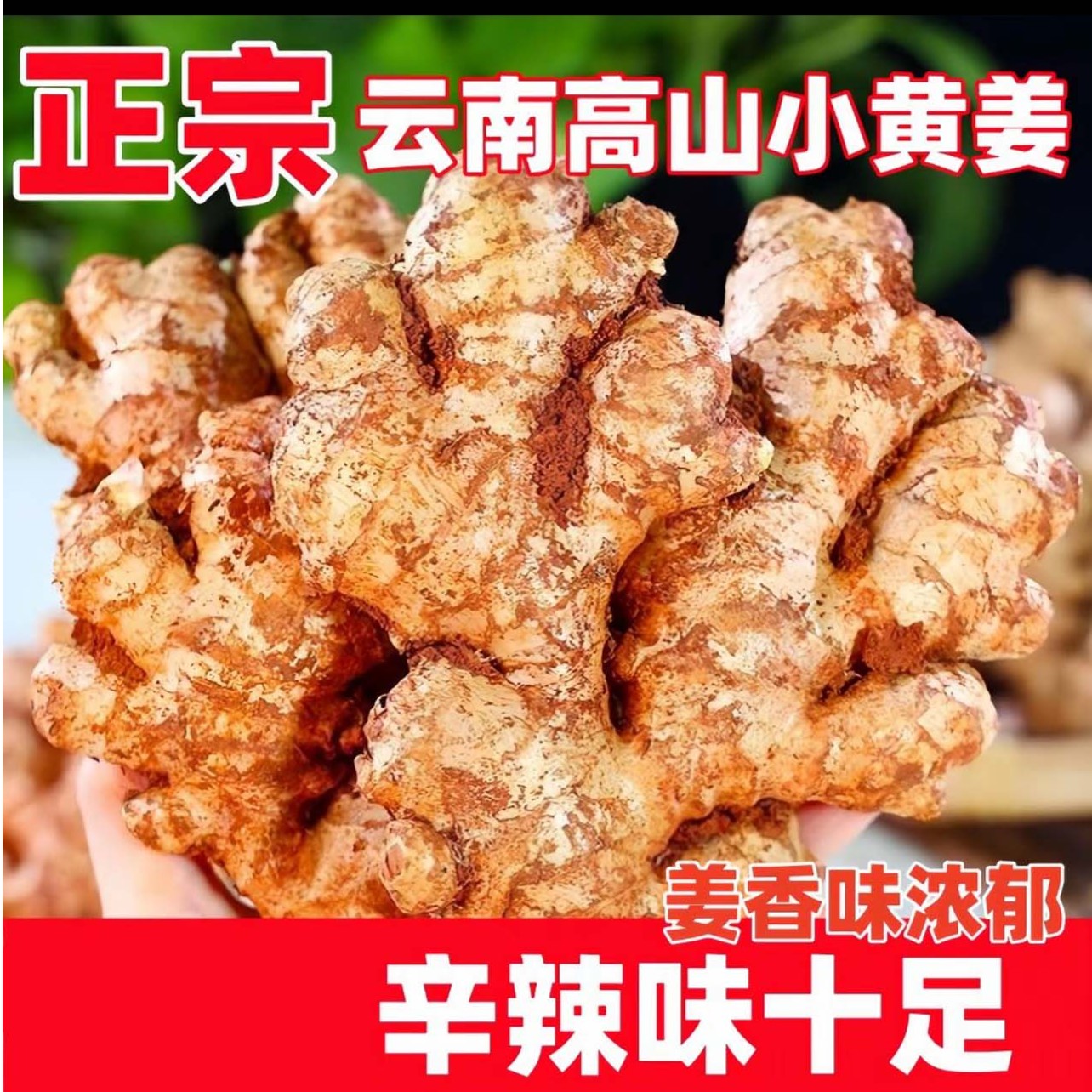 【产地直发】正宗云南小黄姜山地种植新鲜生姜老姜土姜现发调味料酱