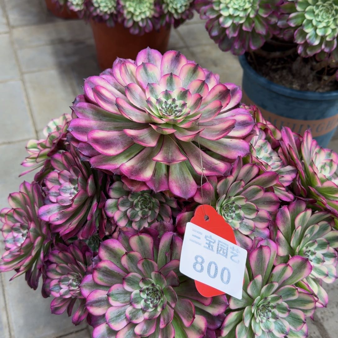 漂****你多肉植物800辉煌