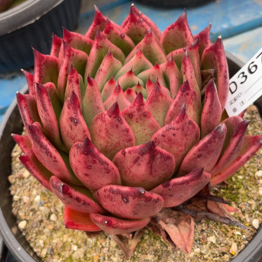 无花朵若如东云组拍D367