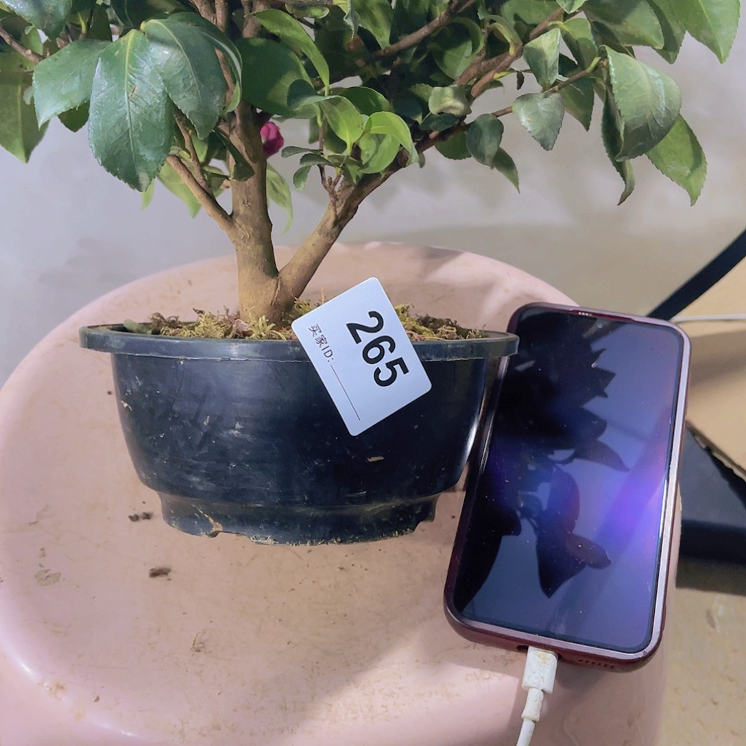 红陶直播时间一直一个