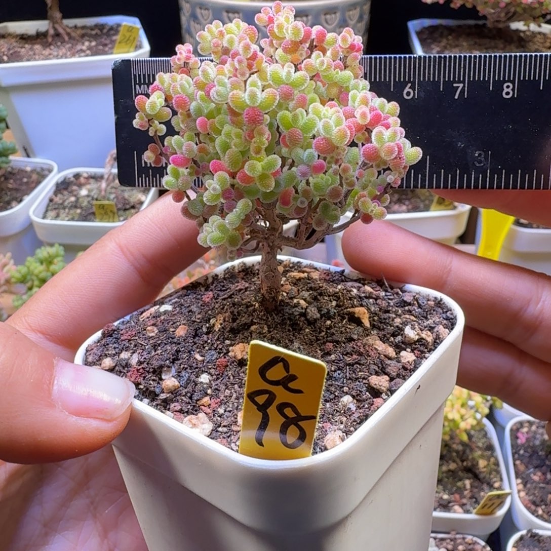 a98后橘子糖冠服5.5厘米左右