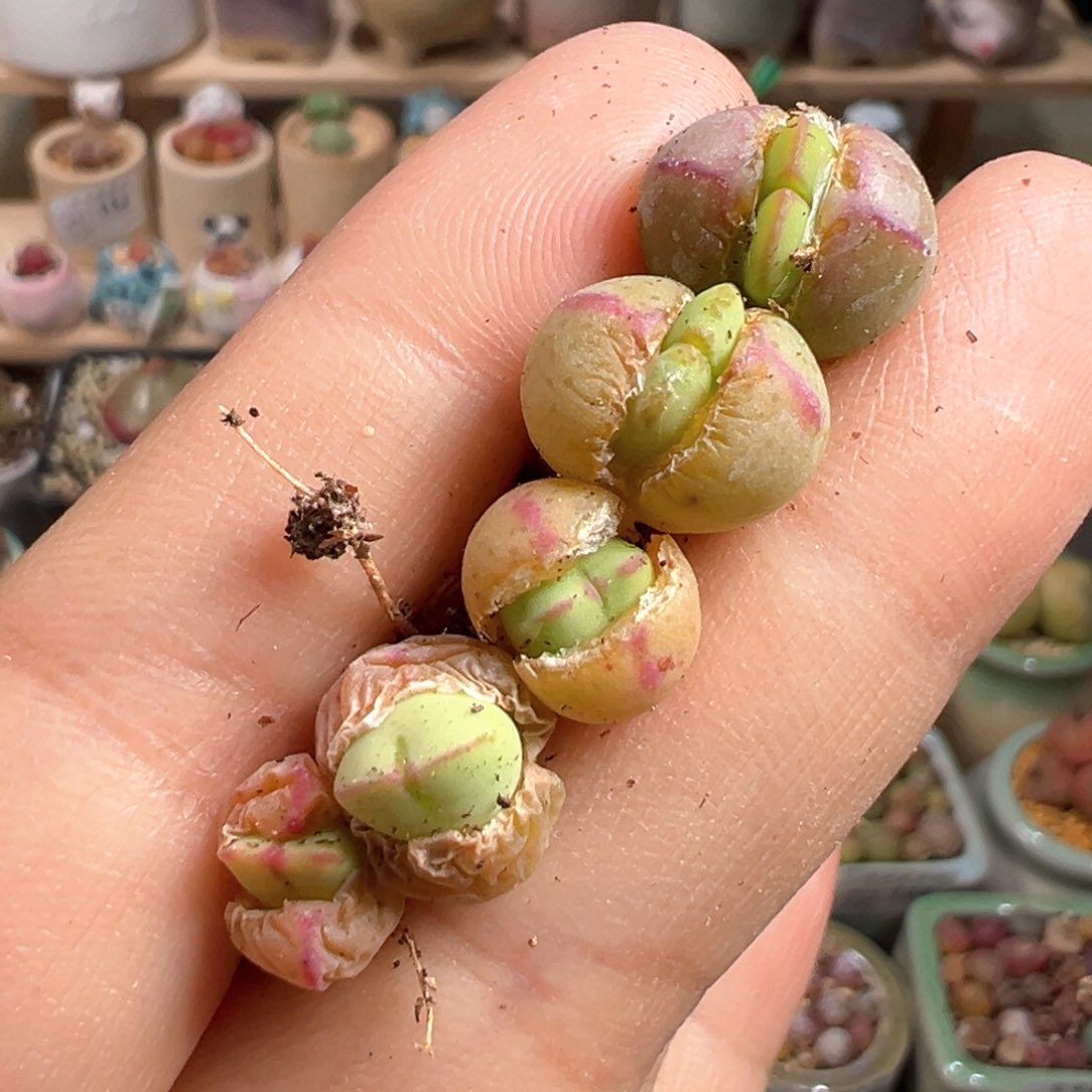 多肉植物135号少将