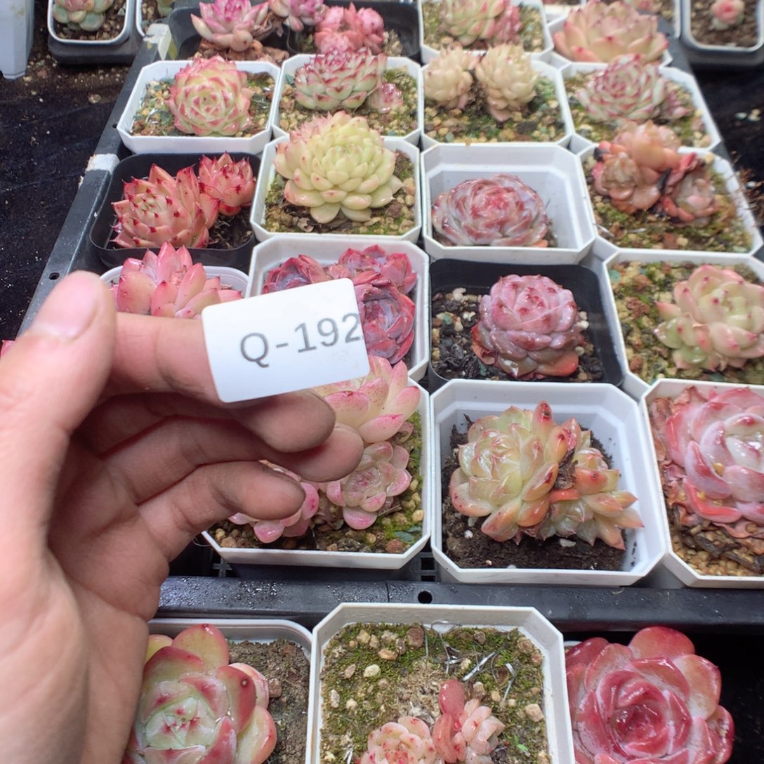 是****无花朵Q192 yyyyyttty