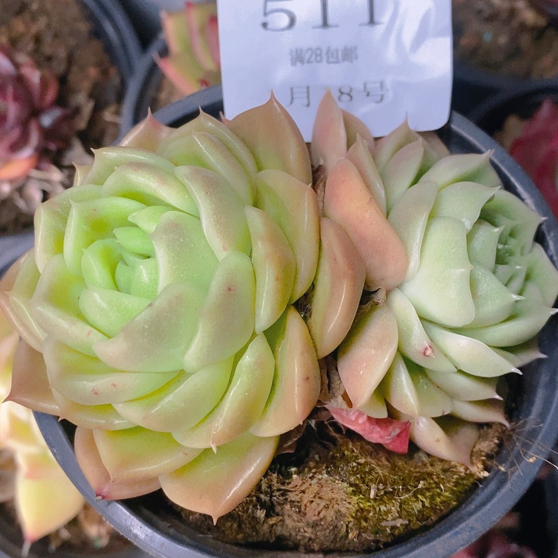 【闪购商品】云511