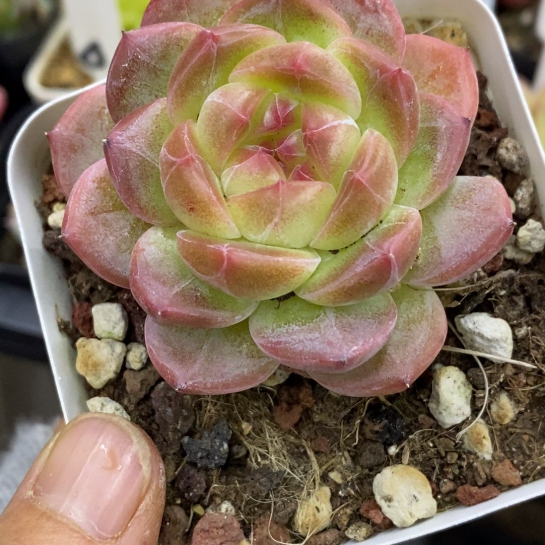 精品多肉一物一拍不包整196