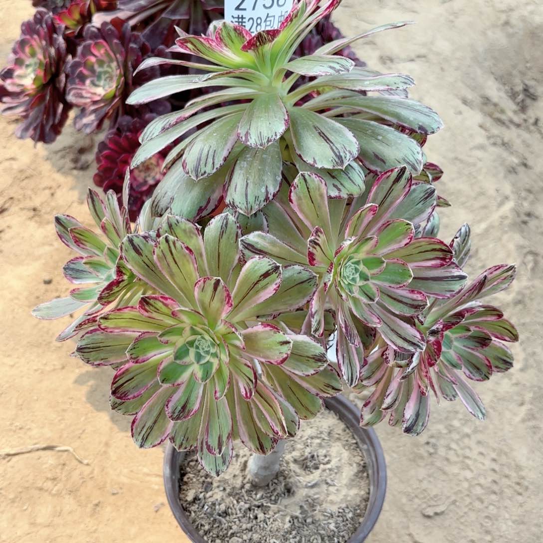 2758紧紧多肉1111111