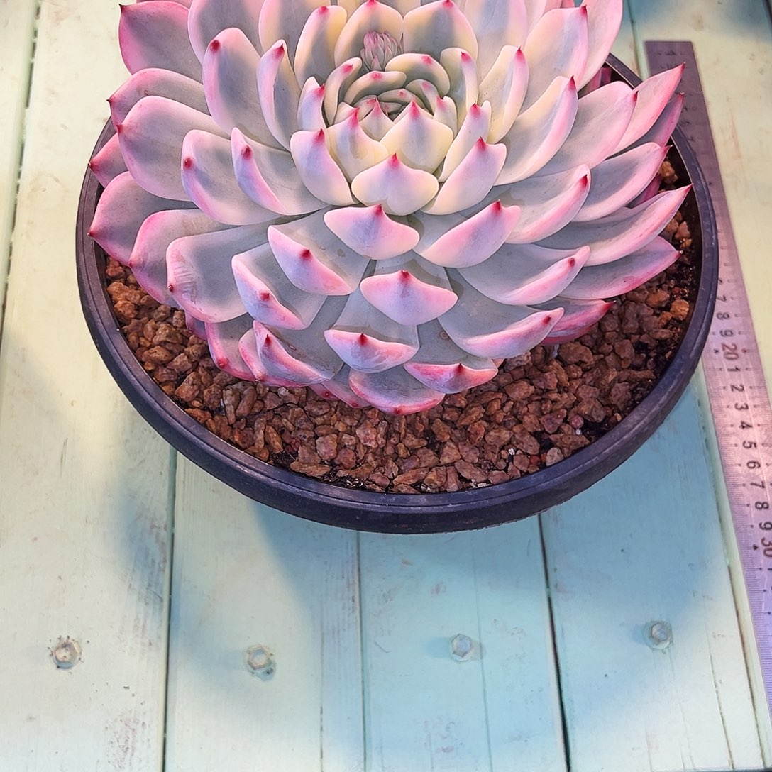 吉娃娃锦吉娃娃锦